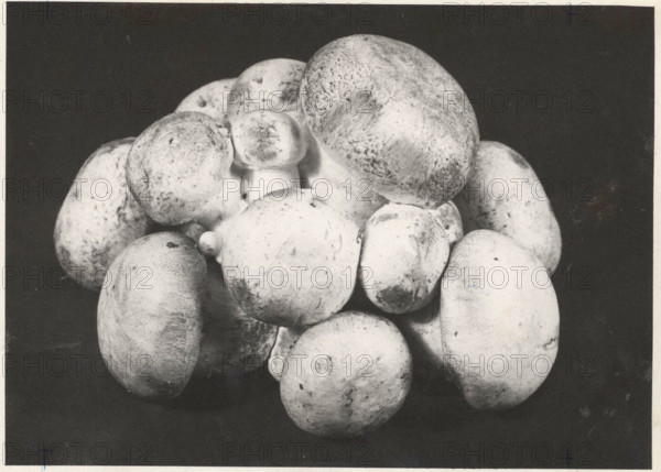 Mushrooms artificial culture. Gravere, Italy