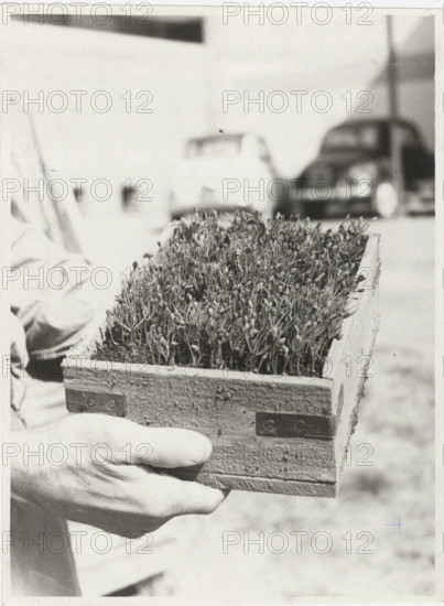 Pinus halepensis trees