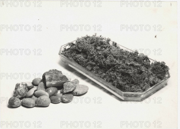 Pebbles and an artificial pond are used as subsidiary tools for hydroculture