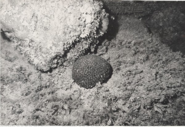 Madrepores in Sicily