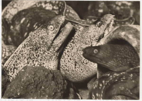 Moray eels