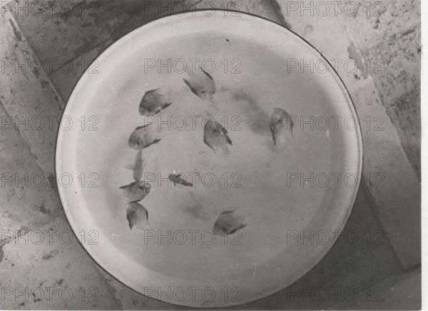 Madrepore's fishes die if removed from their coral