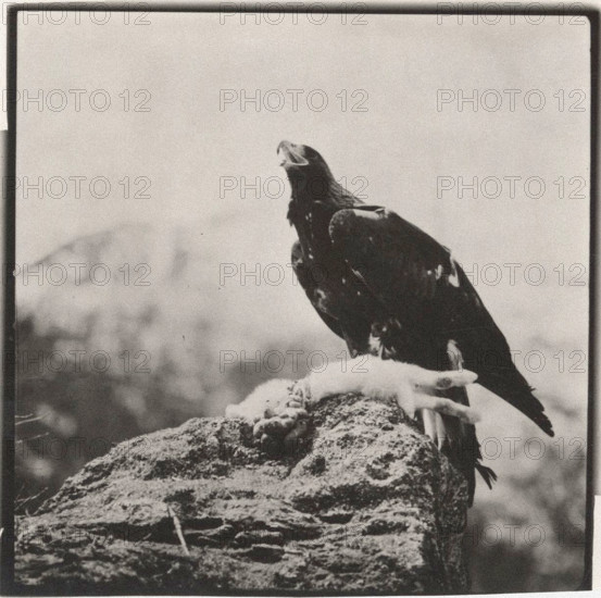 Golden Eagle with prey