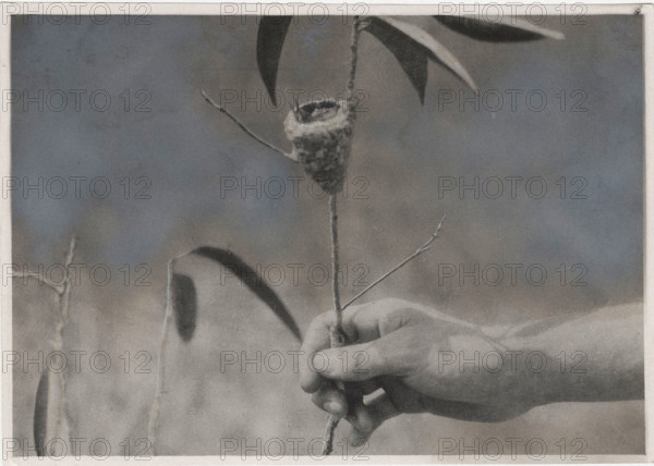 Hummingbird in its nest