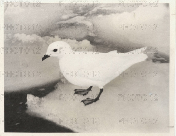 Petrel de las Nievas