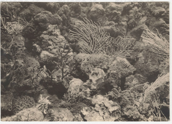 Gorgonian and corals
