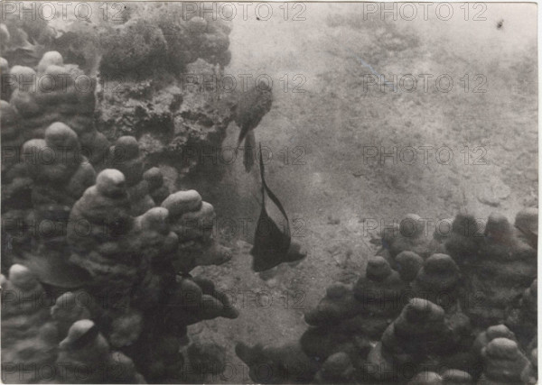 Red Sea shoals of madrepores