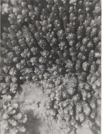 Red Sea shoals of madrepores