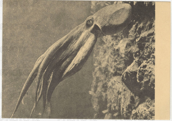 Octopus