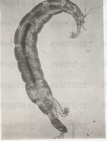 Chironomidae larva