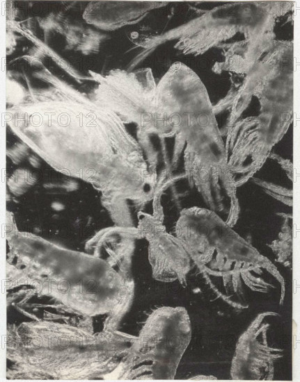 Eudiaptomus vulgaris