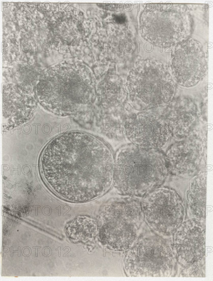 Glenodinium sanguineum