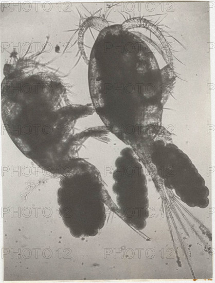 Copepods