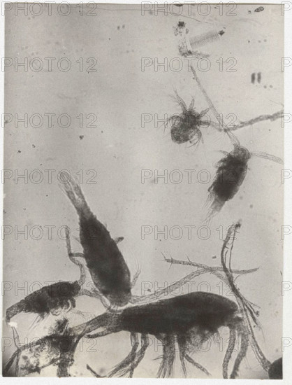 Eudiaptomus vulgaris