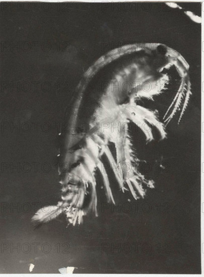 Gammarus pungens