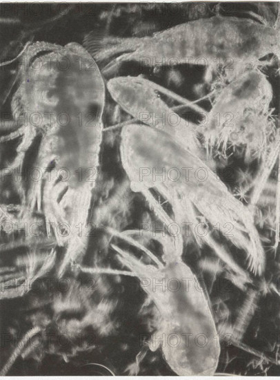 Eudiaptomus vulgaris