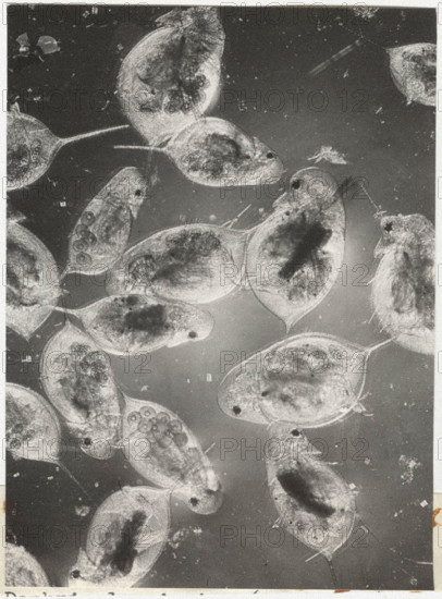 Daphnia longispina