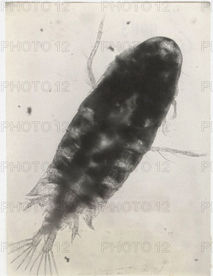 Mixodiaptomus kupelwieseri