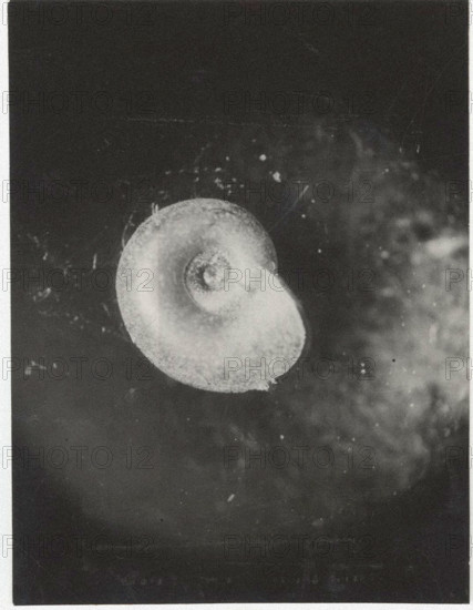 Planorbis carinatus. Shell