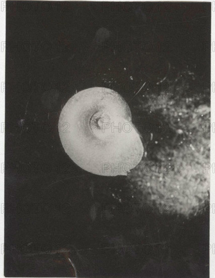 Planorbis carinatus. Shell