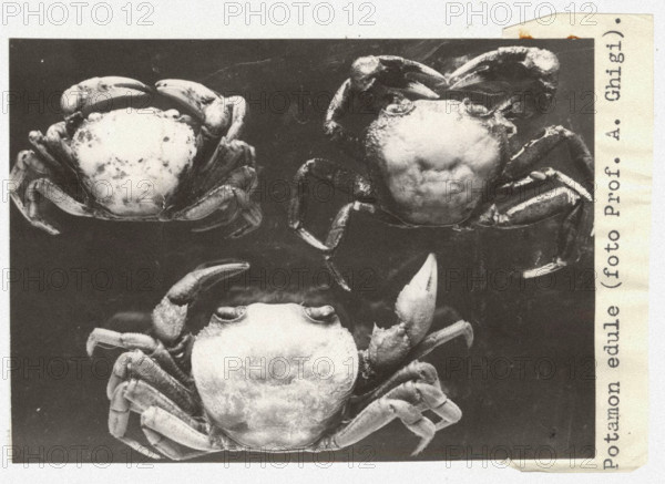 Potamon fluviatile. Crabs c1950