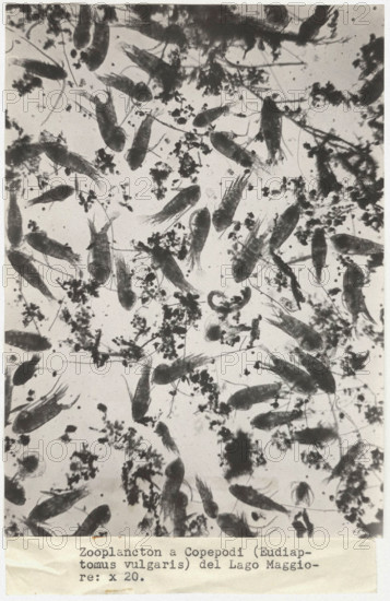 Eudiaptomus vulgaris