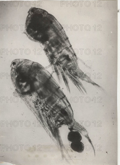 Eudiaptomus vulgaris, male and female