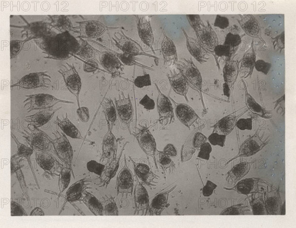 Keratella cochlearis and Codonella lacustris