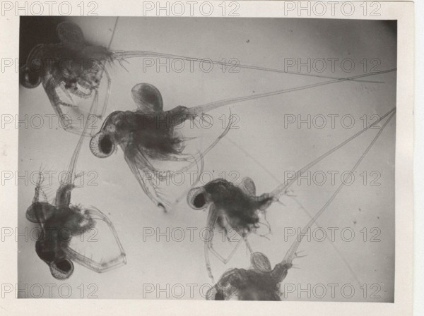 Cladocerean water fleas