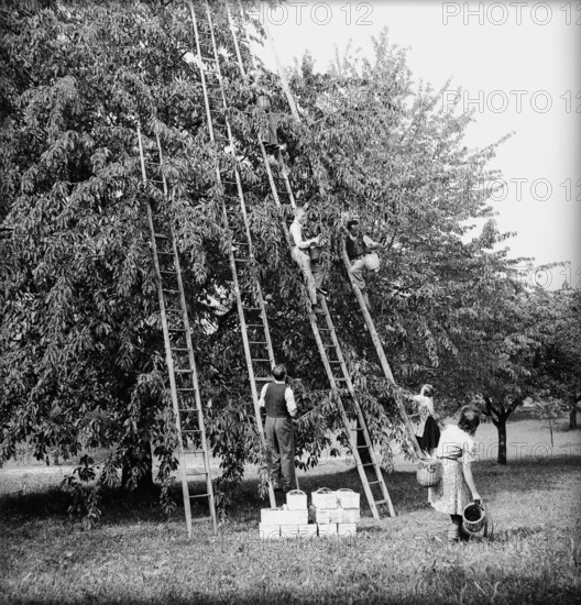 Farmer family at cherry harvest, historical.