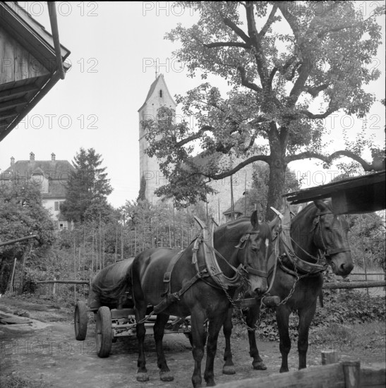 Horses, Boswil 1953.