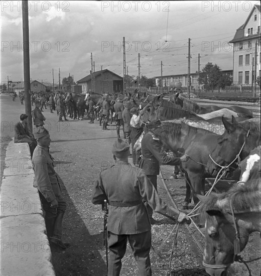 Wil railway station; horses are ready for loading; 1939.