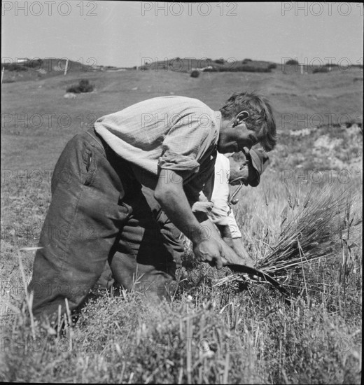 WW 2: grain crop, harvest in Tschamut 1941.