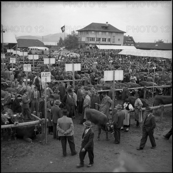Breeding bull market, Zug 1952.