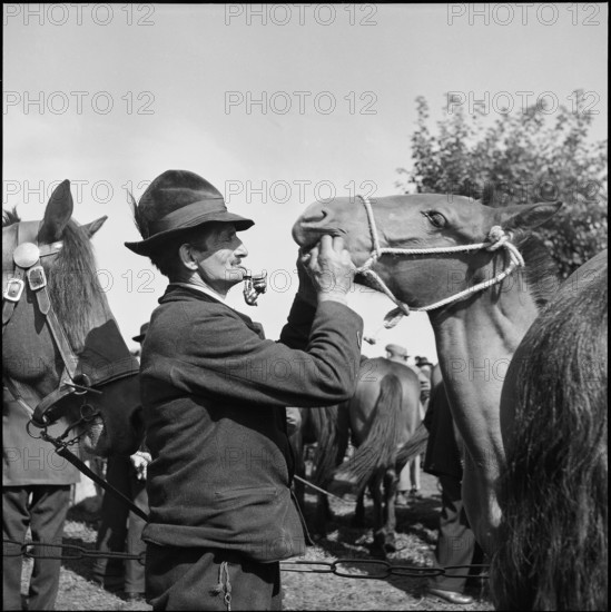 Horse market of Chaindon-Reconvilier, gaze into horse mouth, 1954.