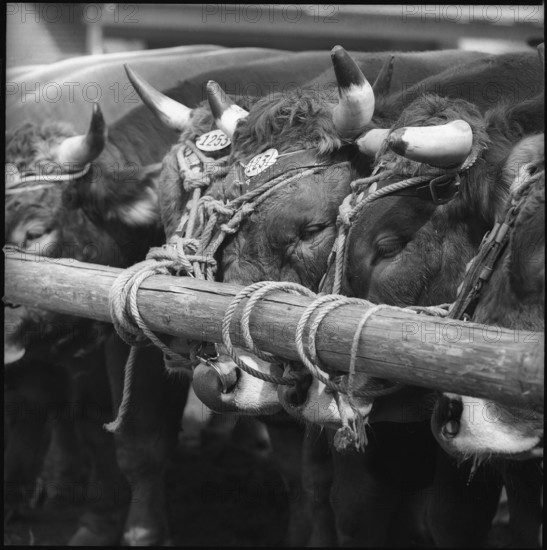 Bulls at the breeding bull market Zug 1962.