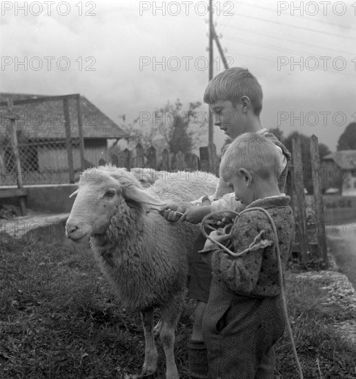 Separation of the sheep in autumn, 1941.