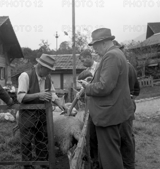 Separation of the sheep in autumn, 1941.