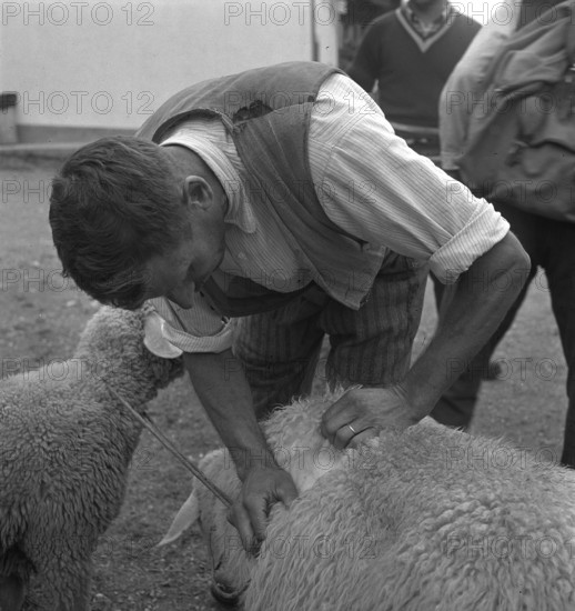 Separation of the sheep in autumn, 1941.