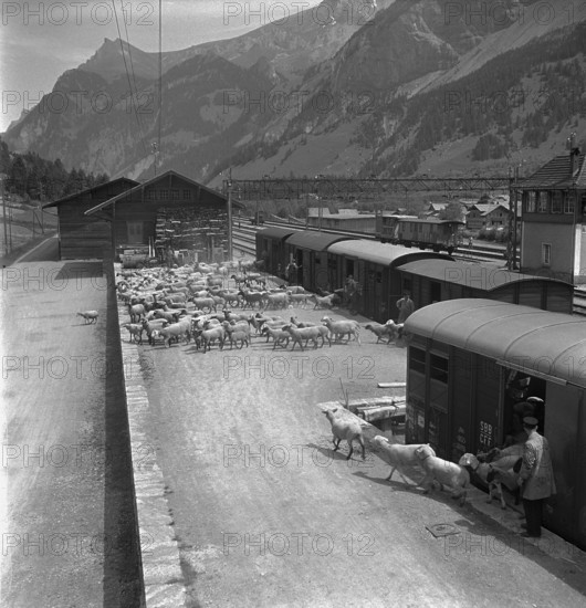 Taking sheep to the alps for the summer months, transhumance 1946.