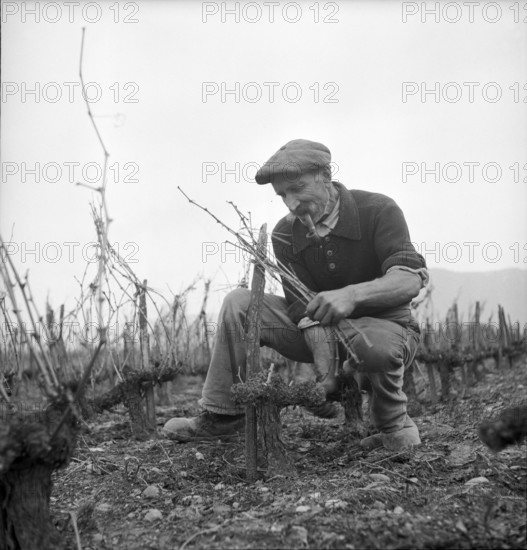 Gy: winegrower cutting vine; 1947.