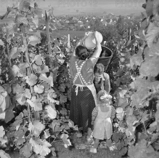 Family at grape harvest in Hallau, 1959.