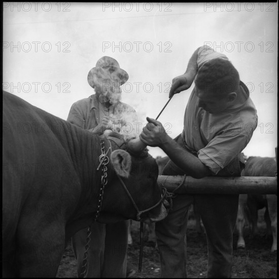 Young bull receiving brand, breeding bull market in Zug 1952.