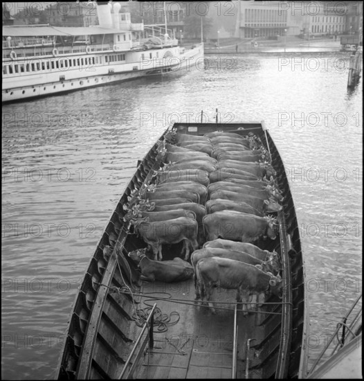 Cattle transport on the Lake Lucerne, 1941.