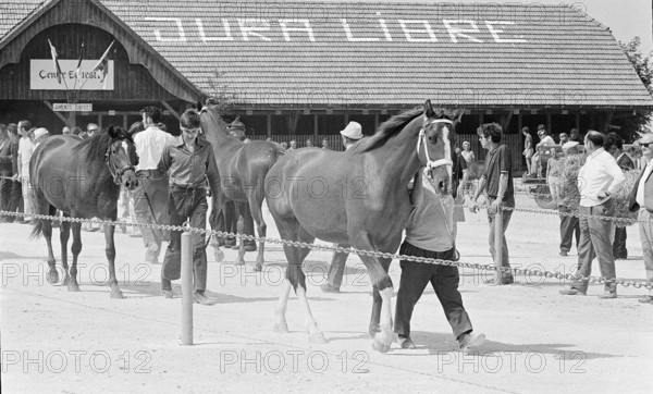 69th Marche-Concours Saignelegier, 1972.