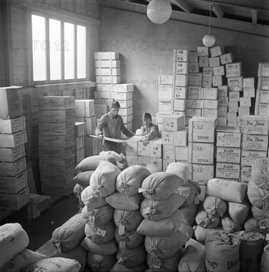 Medical orderly working in military kitchen; storeroom; 1940.