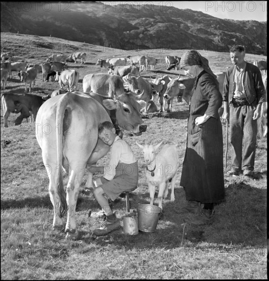 Farmer boy milking, Bettmeralp 1952.