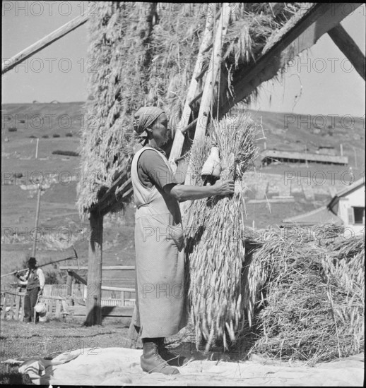 WW 2: grain crop, harvest in Tschamut 1941.