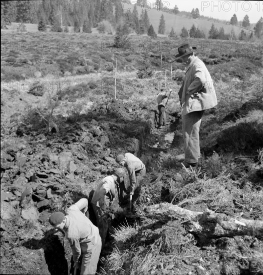Cutting peat for briquetts; 1942.