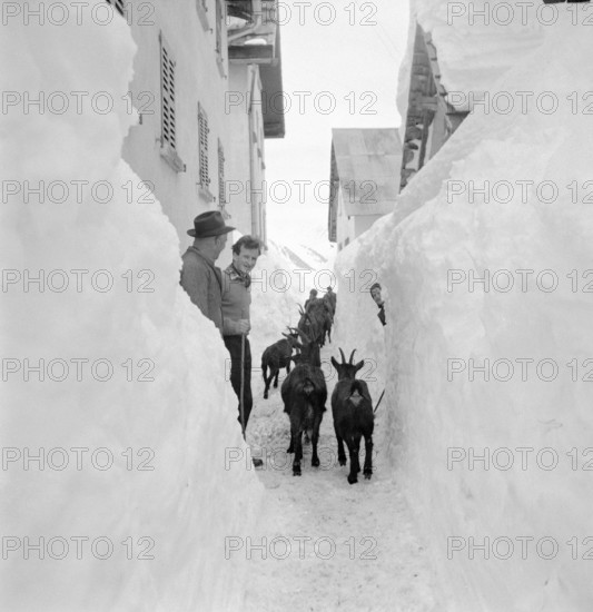 Bedretto valley, evacuation  because of danger of avalanches 1951: Goats are brought away from village.